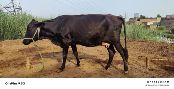 Best Fresion Cow Ghaban Ghar Ki