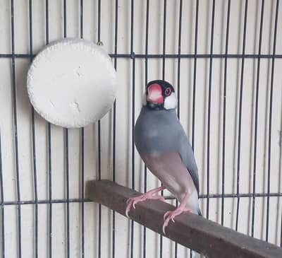 Gray Jawa Male Only