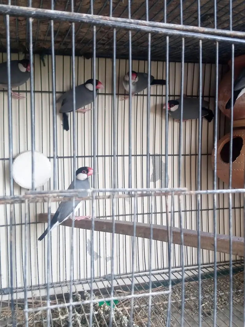 Gray Jawa Male Only — photo 9