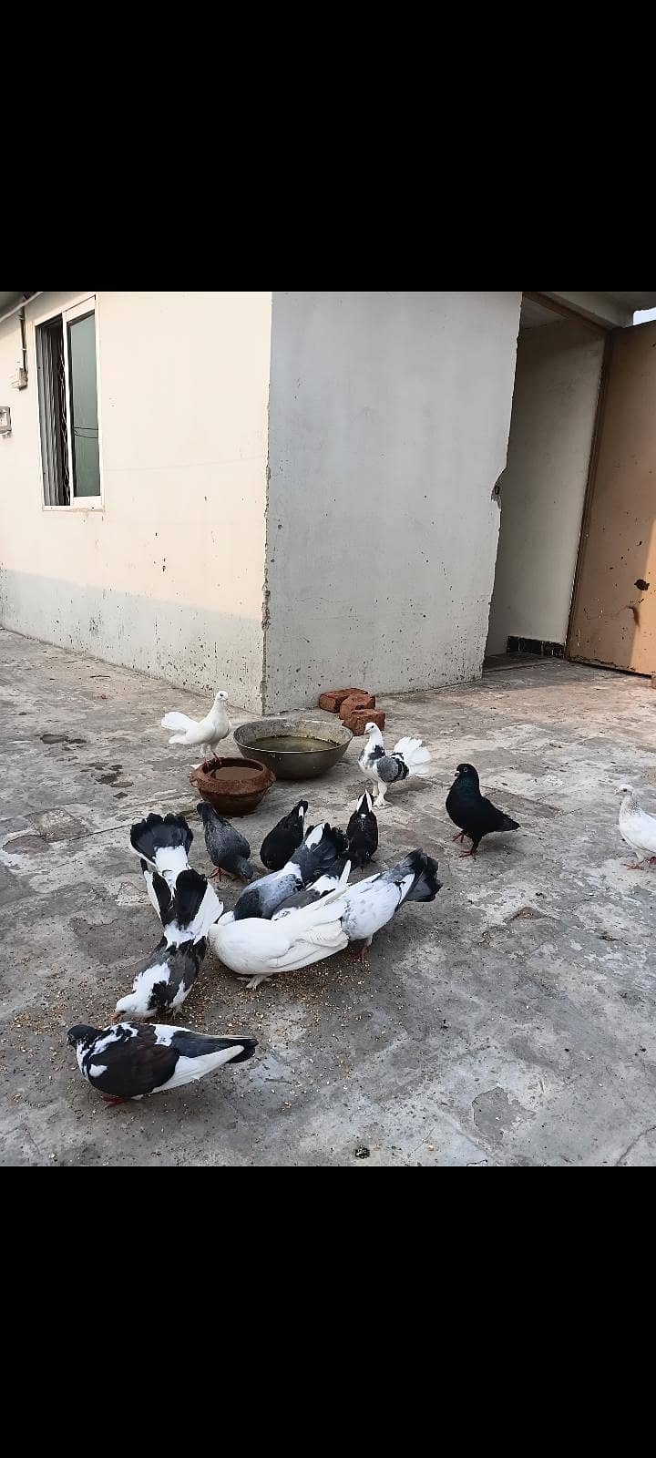 lucky 1