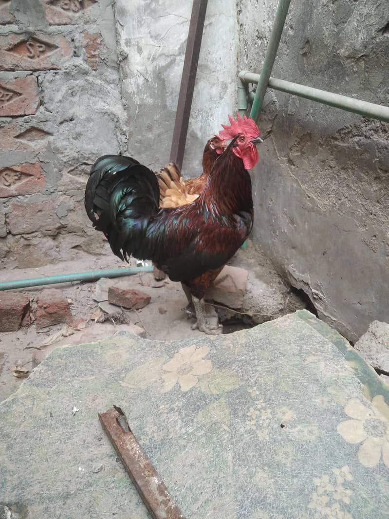 morgi 0