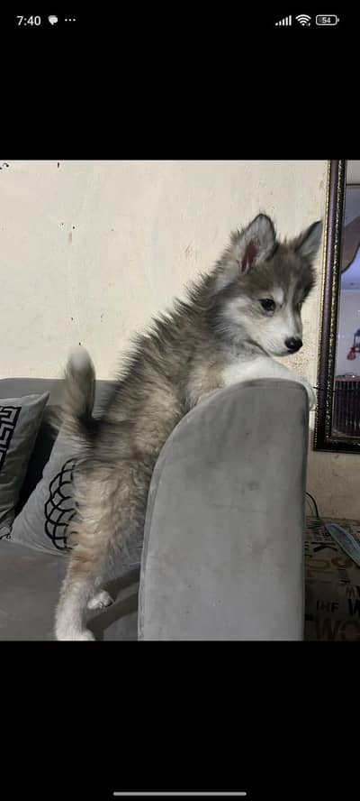 Siberian husky female