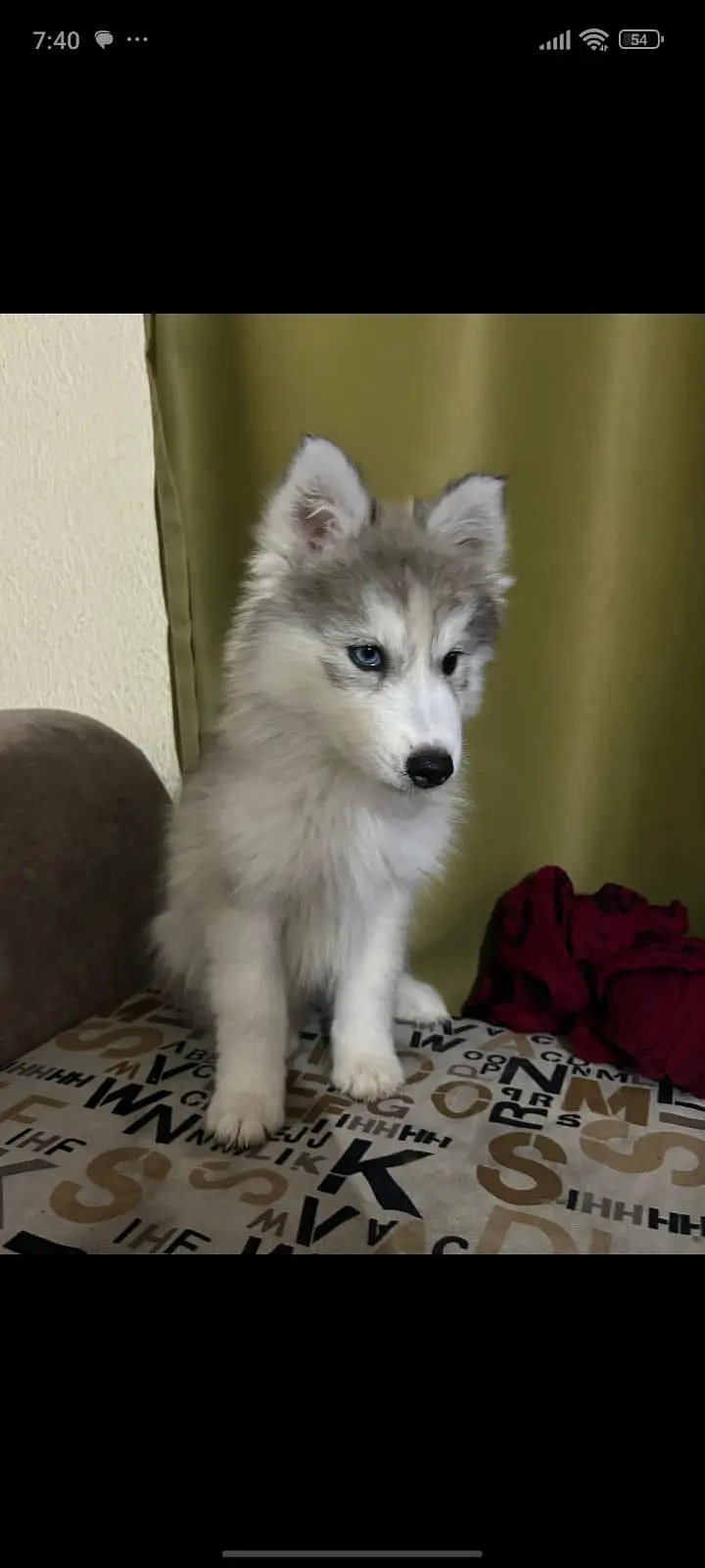 Siberian husky female — photo 2