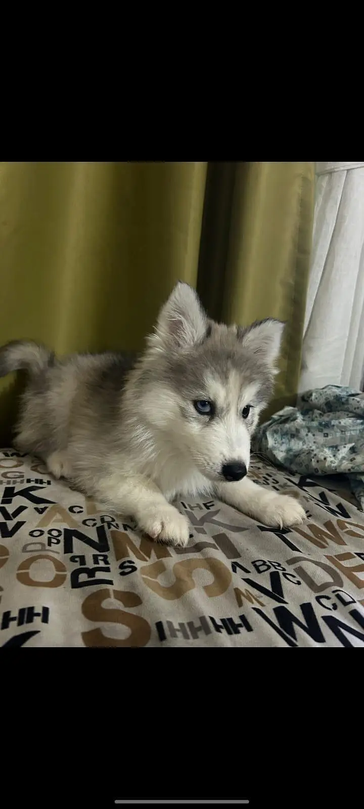 Siberian husky female — photo 3