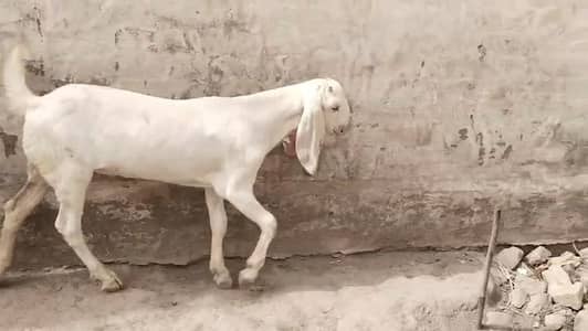 bakra for sale call me 03225280183