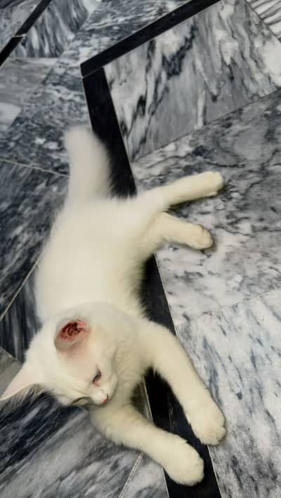 persian cat male 3 month old Blue eyes