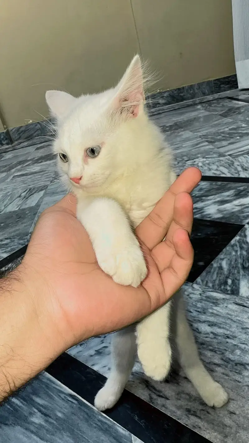 persian cat male 3 month old Blue eyes — photo 2