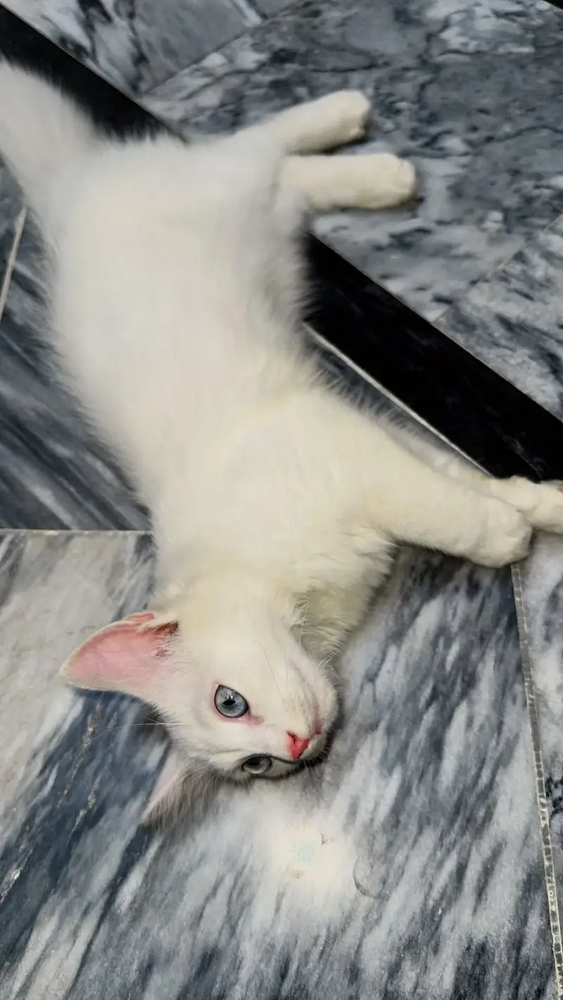 persian cat male 3 month old Blue eyes — photo 3