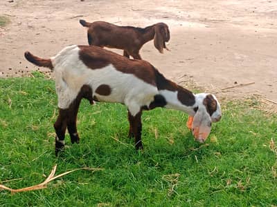 DESSI BAKRI K BACHY GOATS PAIR
