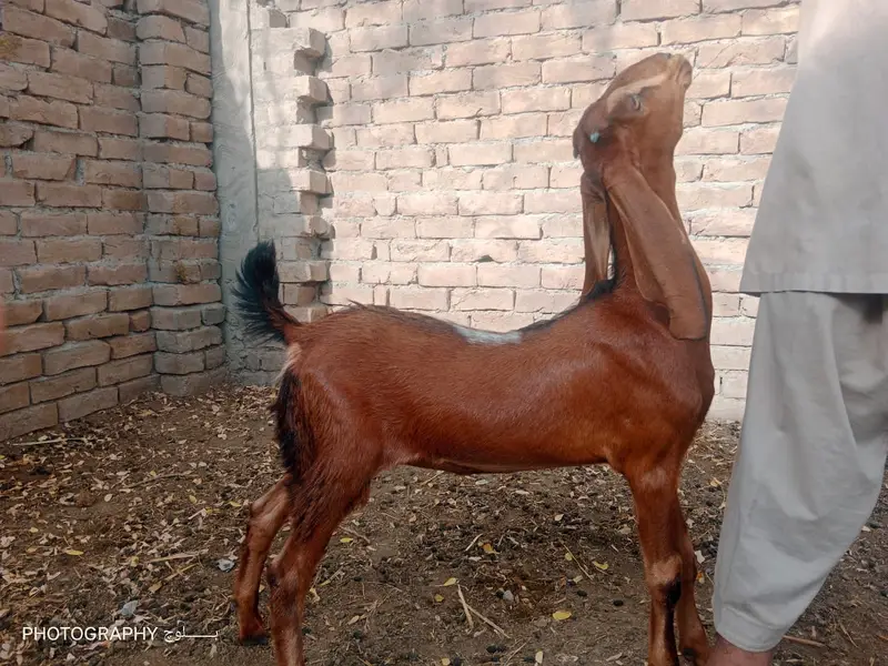 DESSI BAKRI K BACHY GOATS PAIR — photo 2