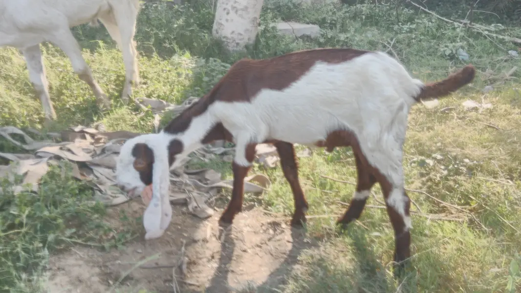 DESSI BAKRI K BACHY GOATS PAIR — photo 3