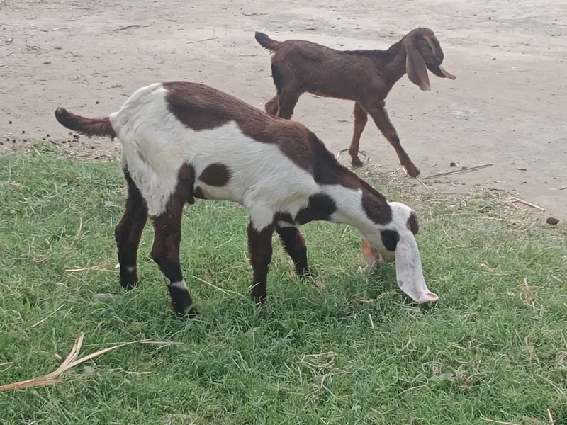 DESSI BAKRI K BACHY GOATS PAIR — photo 4