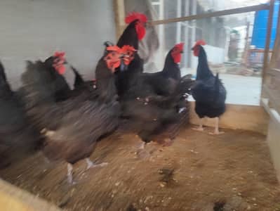Australorp Egg Laying Hens for sale