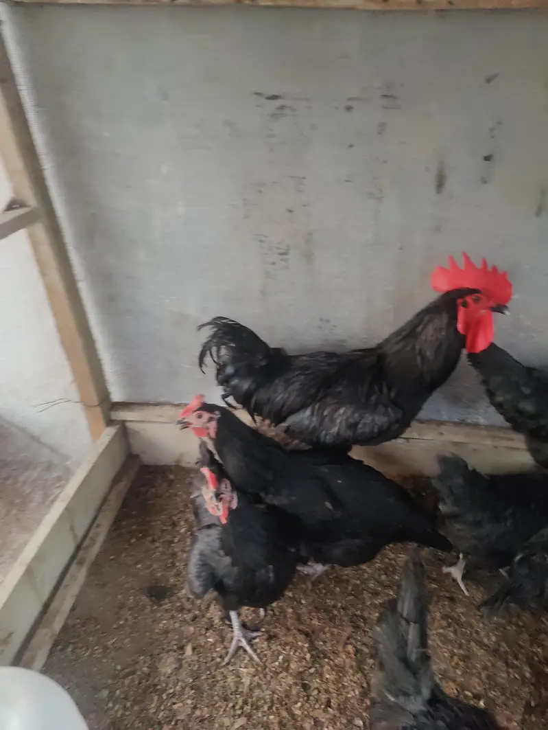 Australorp Egg Laying Hens for sale — photo 2