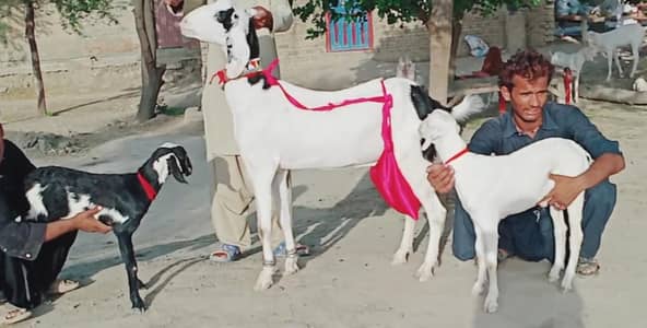 2 bacchon wali bakri for sale call me 03225280183
