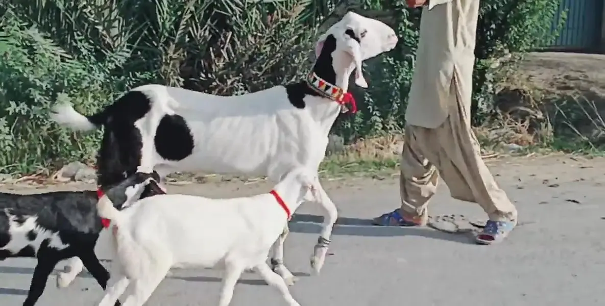 2 bacchon wali bakri for sale call me 03225280183 — photo 2