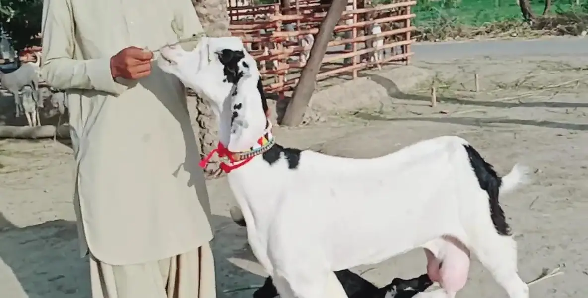 2 bacchon wali bakri for sale call me 03225280183 — photo 3