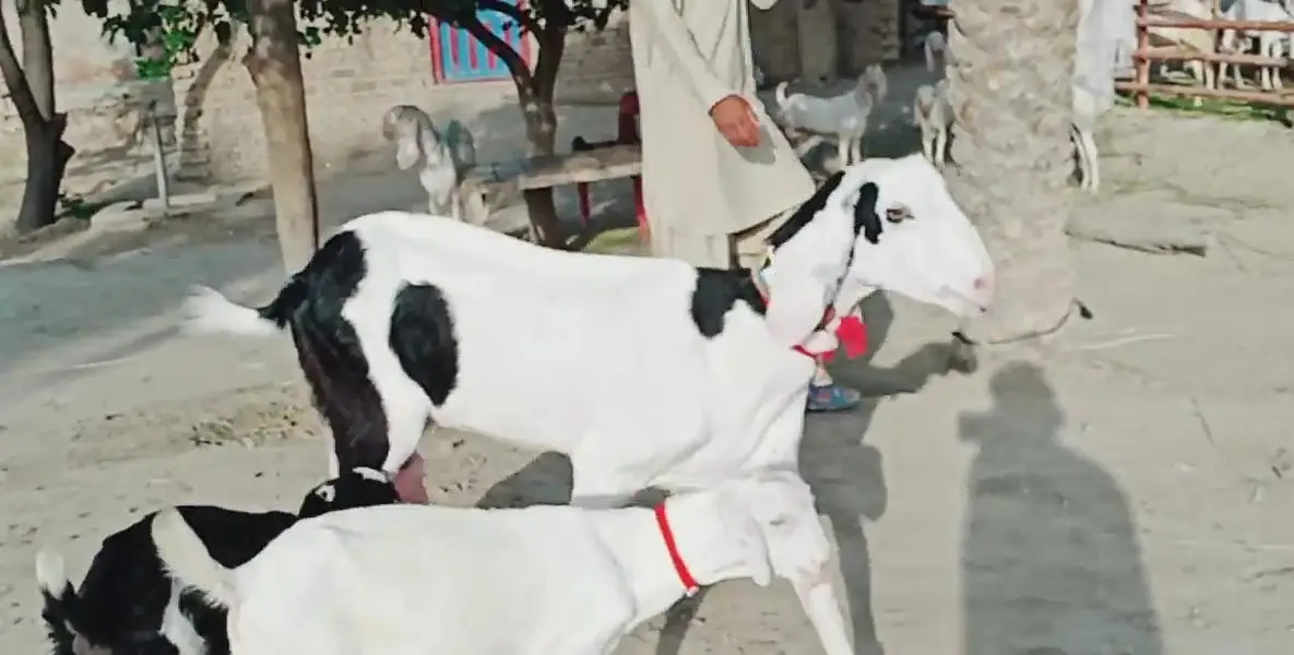 2 bacchon wali bakri for sale call me 03225280183 — photo 4