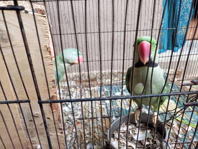 parrot  for sale
