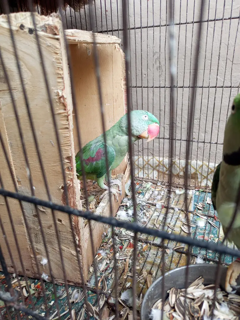 parrot  for sale — photo 2