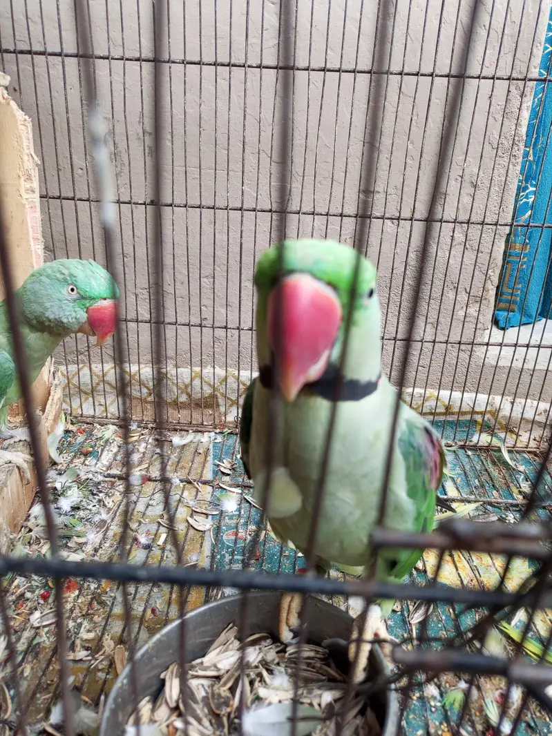 parrot  for sale — photo 3