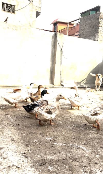 Ducks for sale urgently