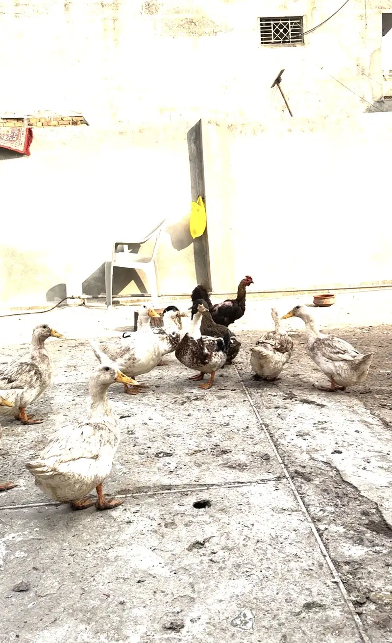 Ducks for sale urgently — photo 2