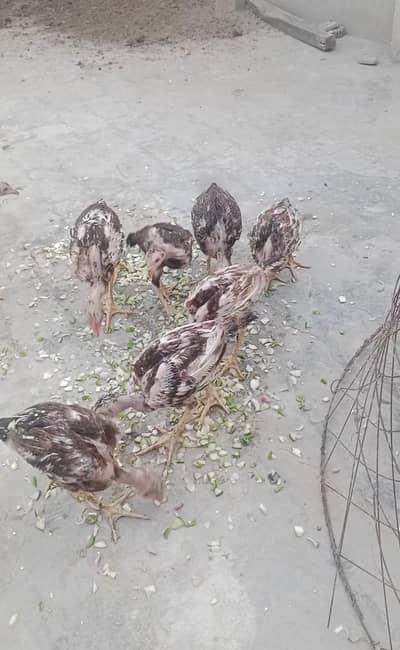 chozy for sale hain maa baap ki pic attache hai sath