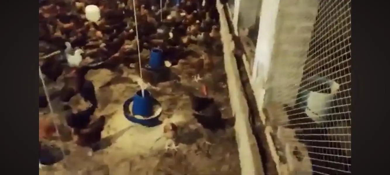 hens sale — photo 2