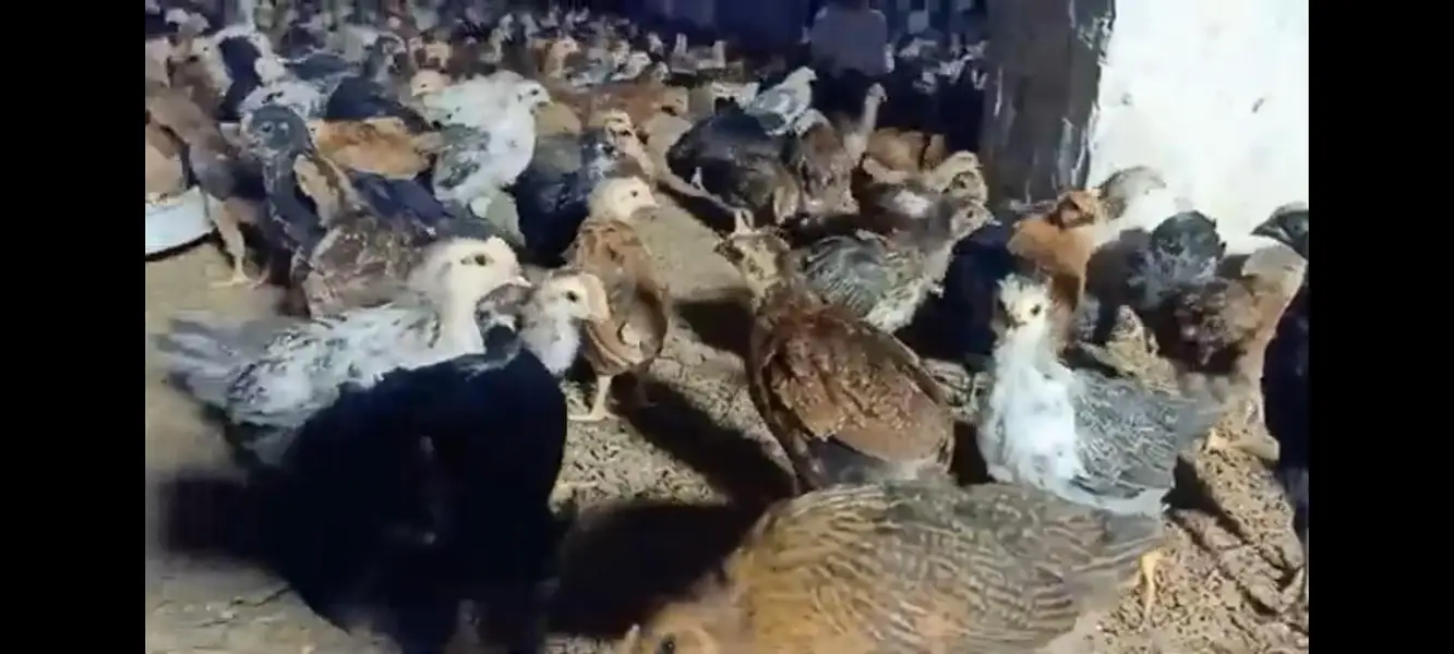 hens sale — photo 8