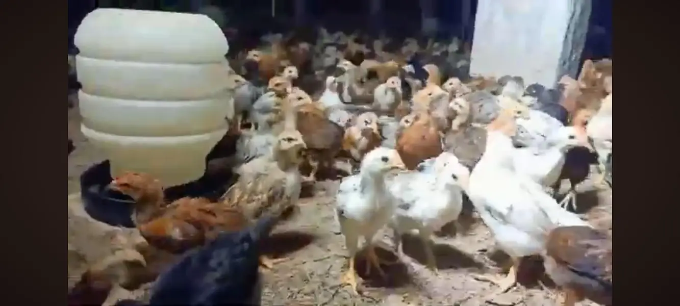 hens sale — photo 9