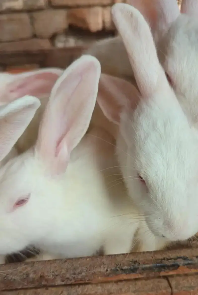 angora rabit home bread beautiful rabits
