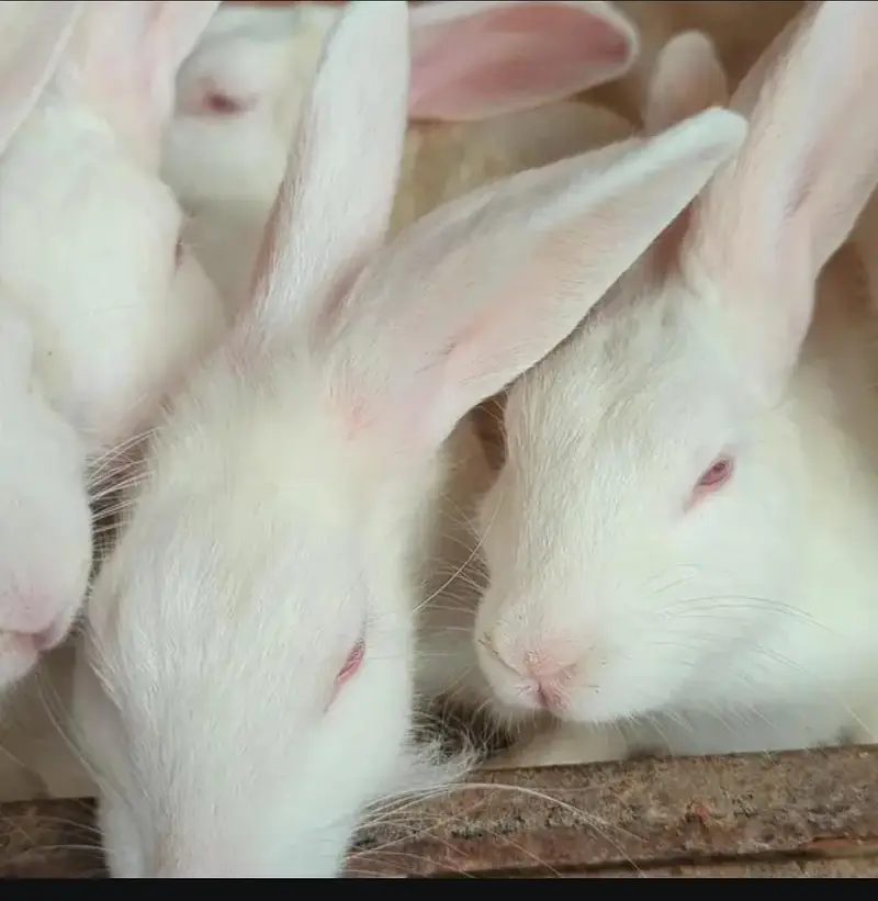 angora rabit home bread beautiful rabits — photo 2
