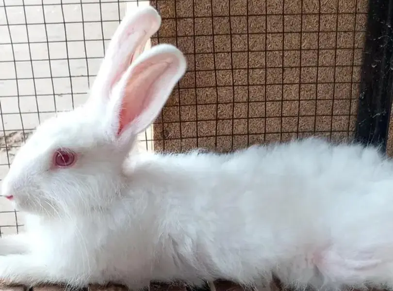 angora rabit home bread beautiful rabits — photo 3
