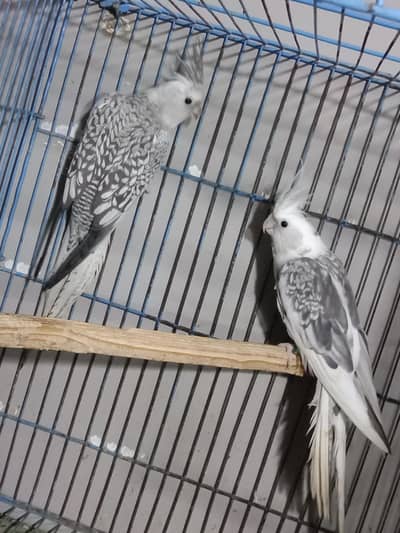 White Face Pearl Cockatiel Breeder pair For sale
