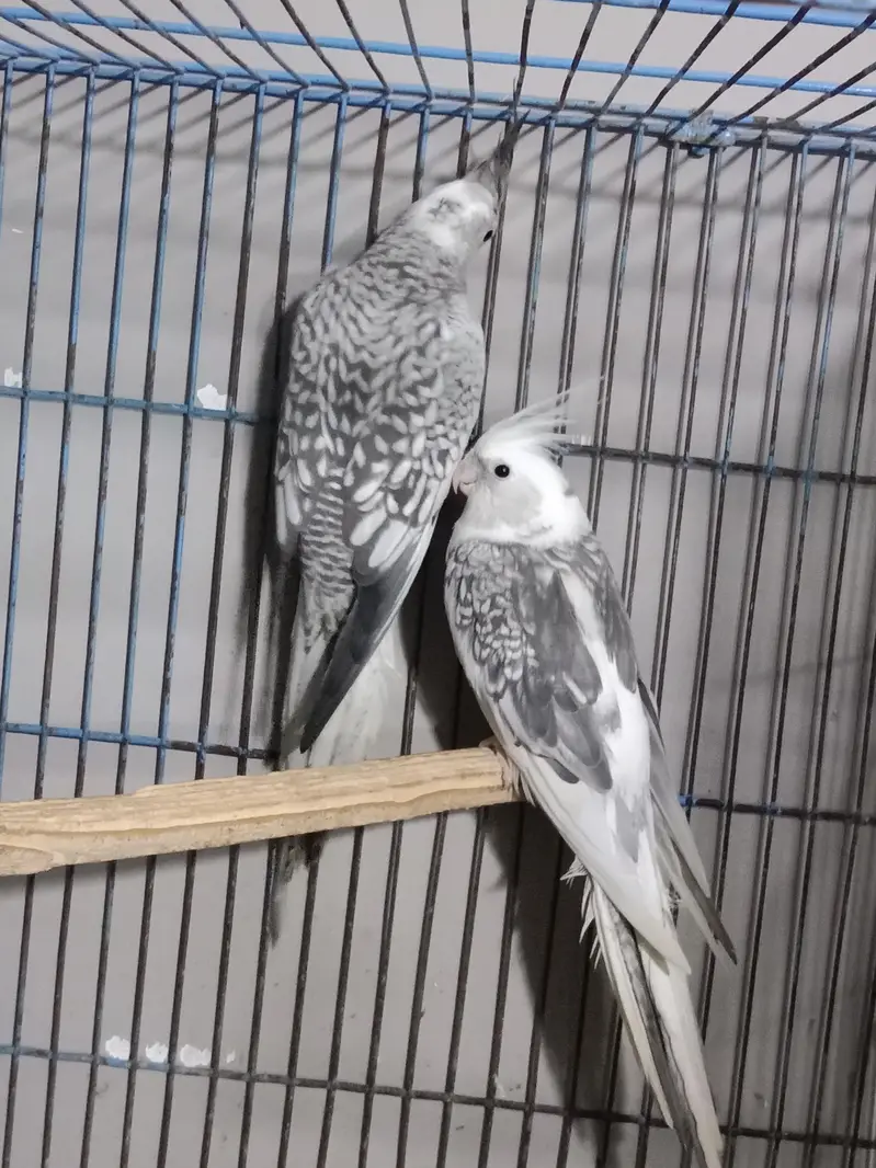 White Face Pearl Cockatiel Breeder pair For sale — photo 2