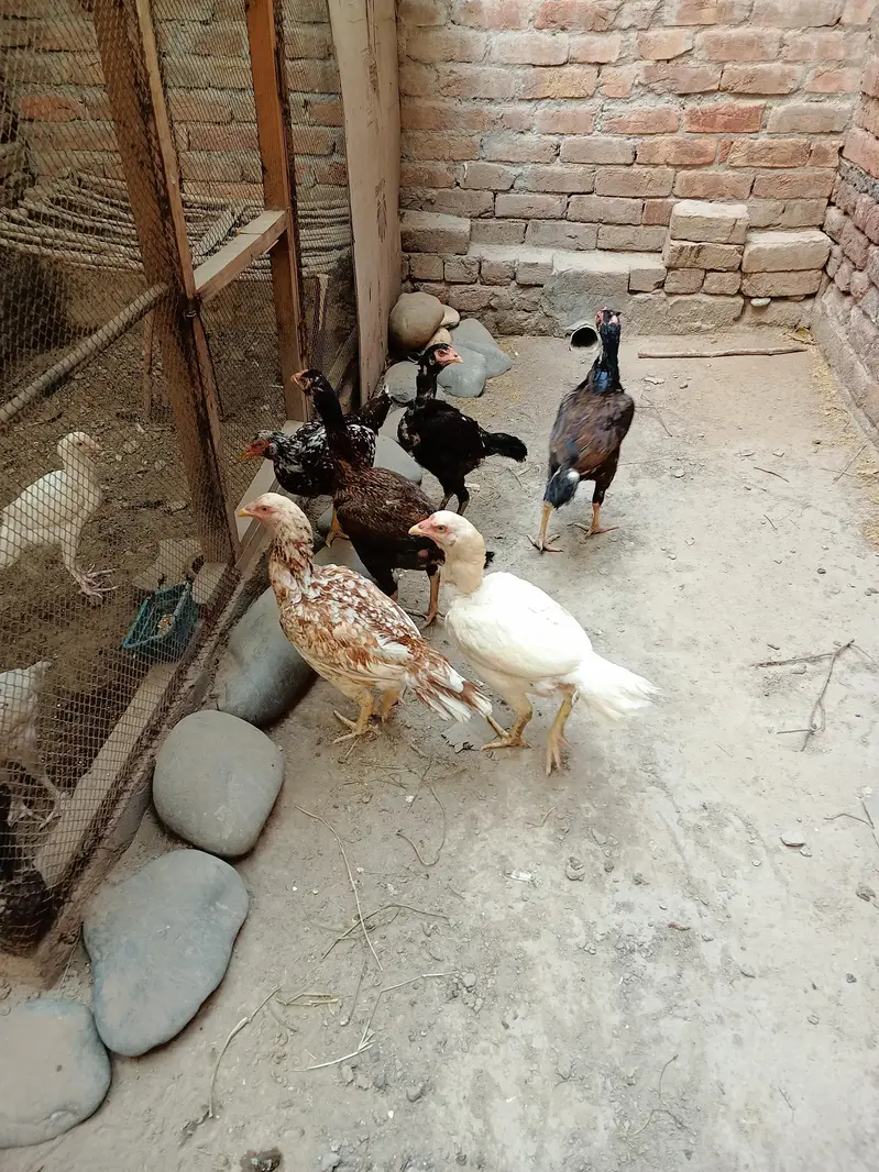 Aseel murgiyan for sale — photo 3