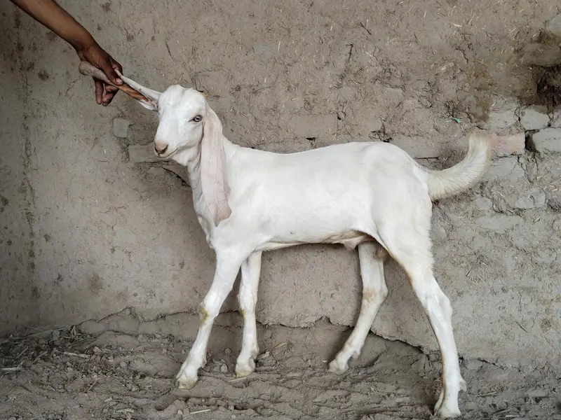desi bakra for sale call 03225280183 — photo 3
