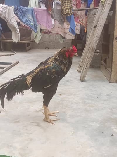 aseel mianwali for sale