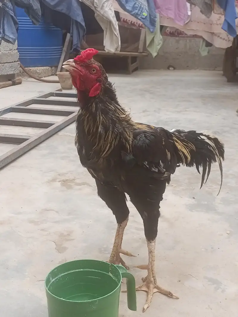 aseel mianwali for sale — photo 2