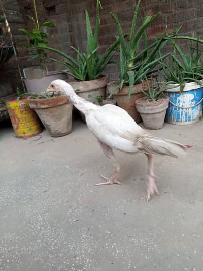 aseel shamo and Heera Cross