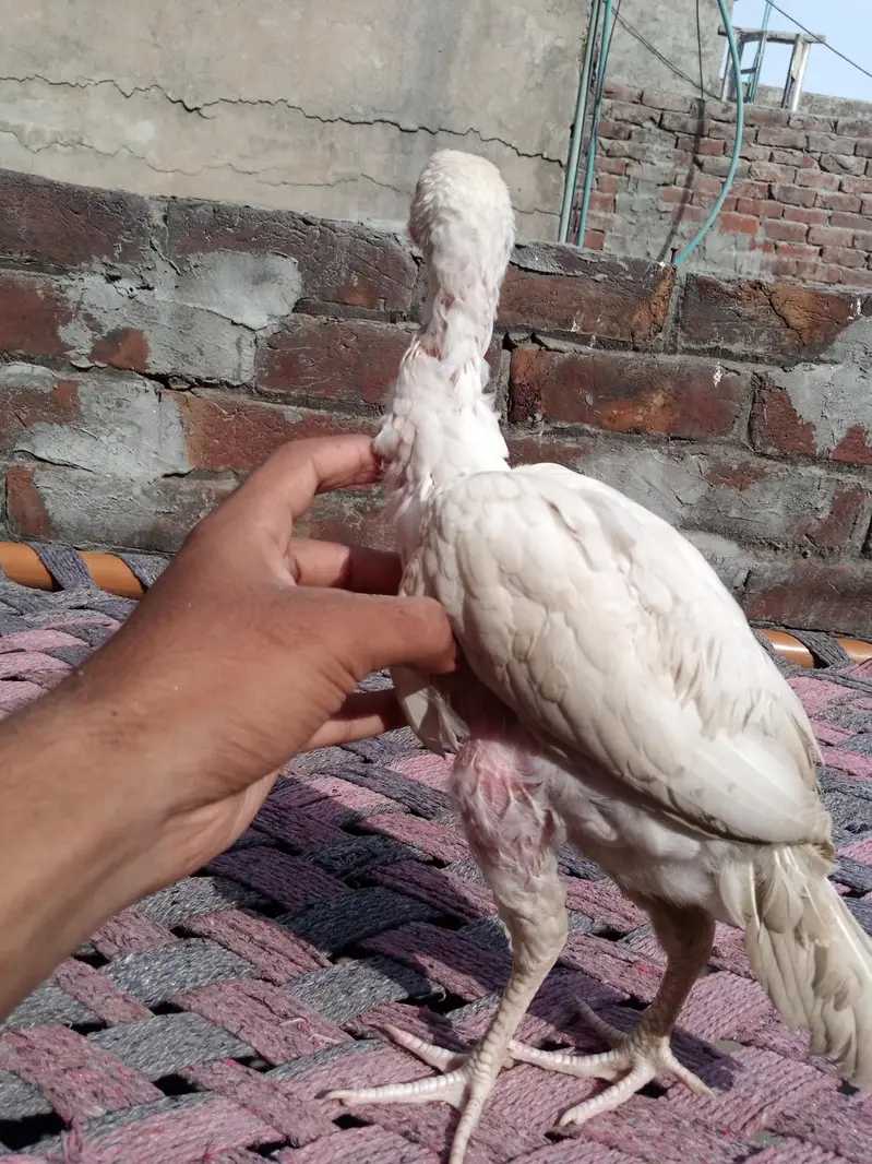 aseel shamo and Heera Cross — photo 2
