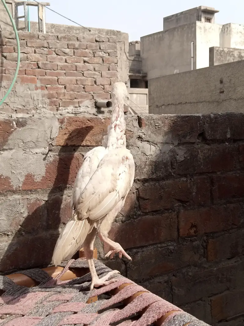 aseel shamo and Heera Cross — photo 6
