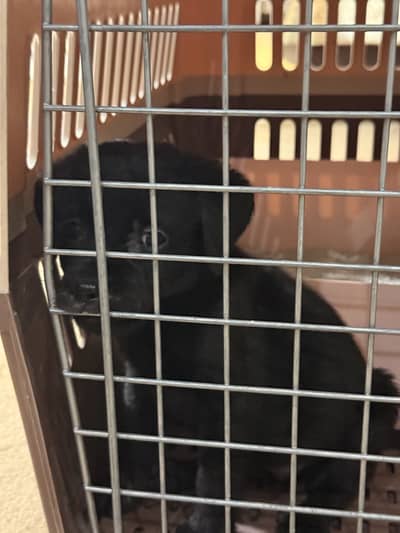Black Labrador