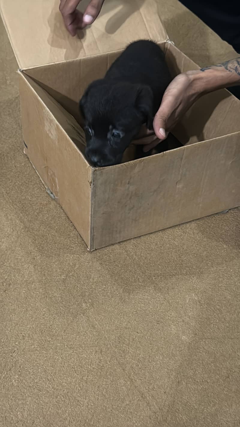 Black Labrador 1