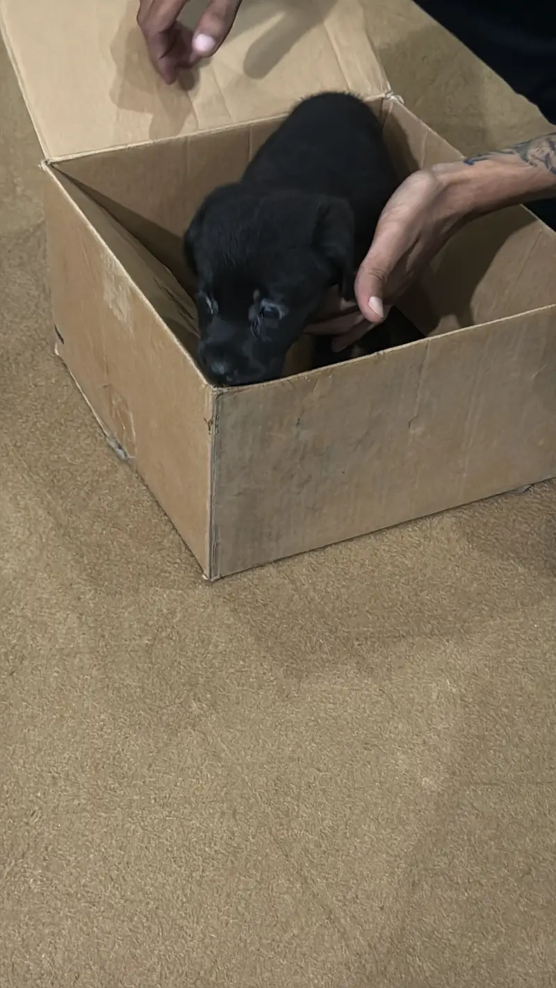 Black Labrador — photo 2