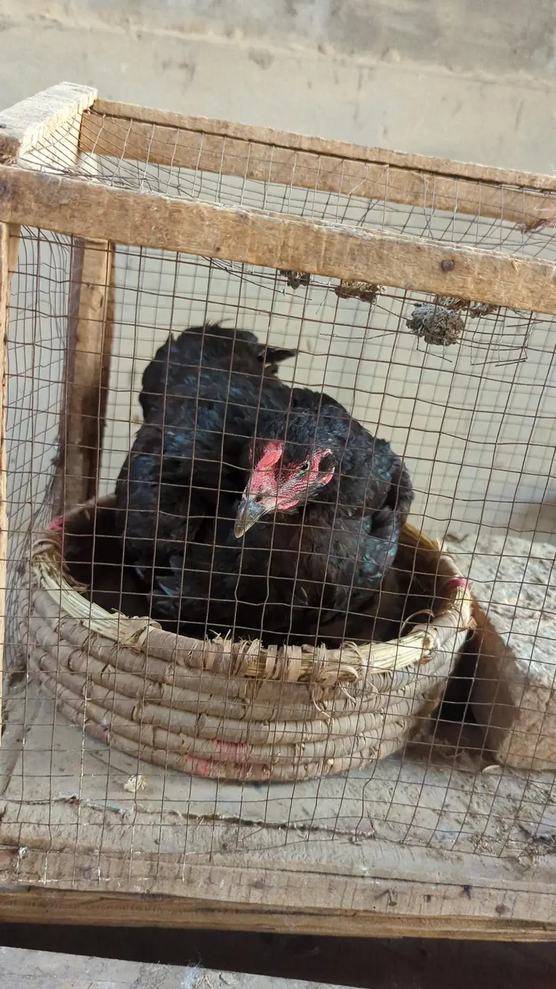 mushki kurak murgi for sale — photo 2