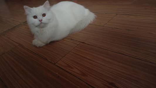 white persian cat