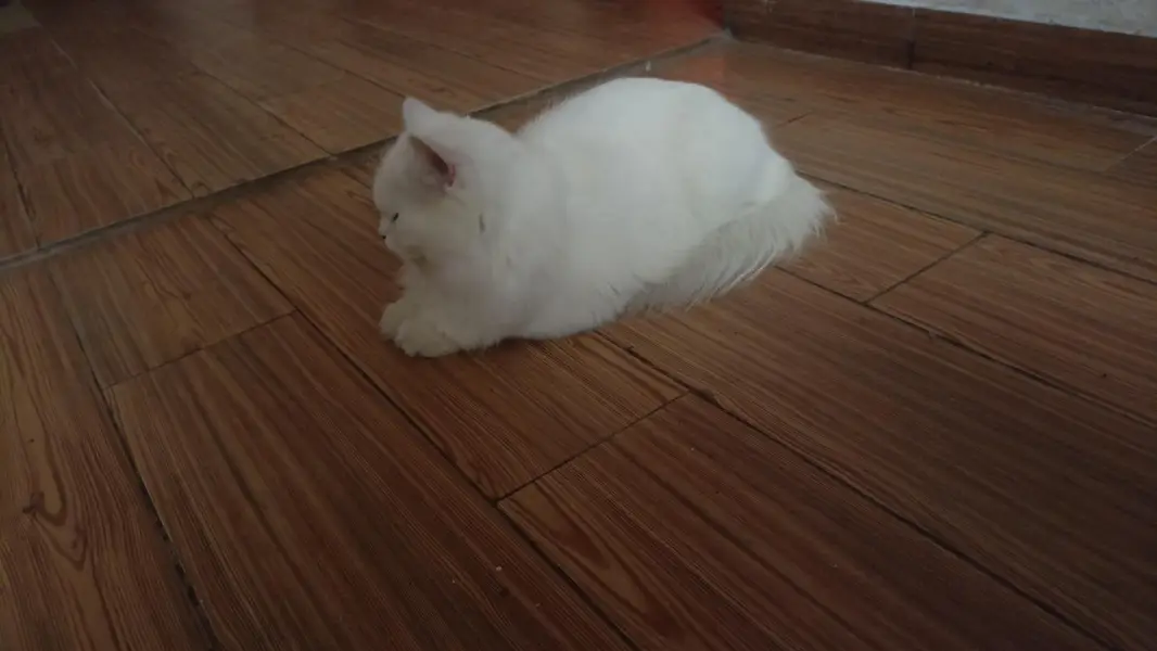white persian cat — photo 2