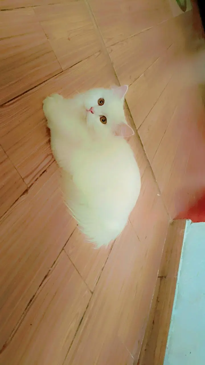 white persian cat — photo 3